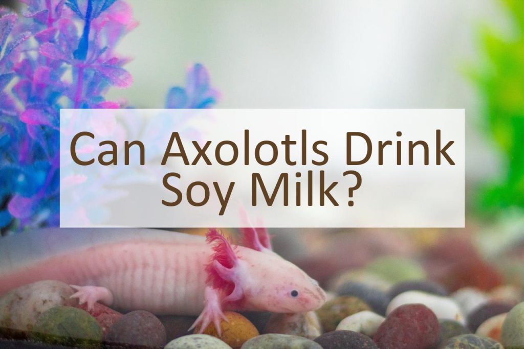Can Axolotls Drink Soy Milk? Pet Food Mentor