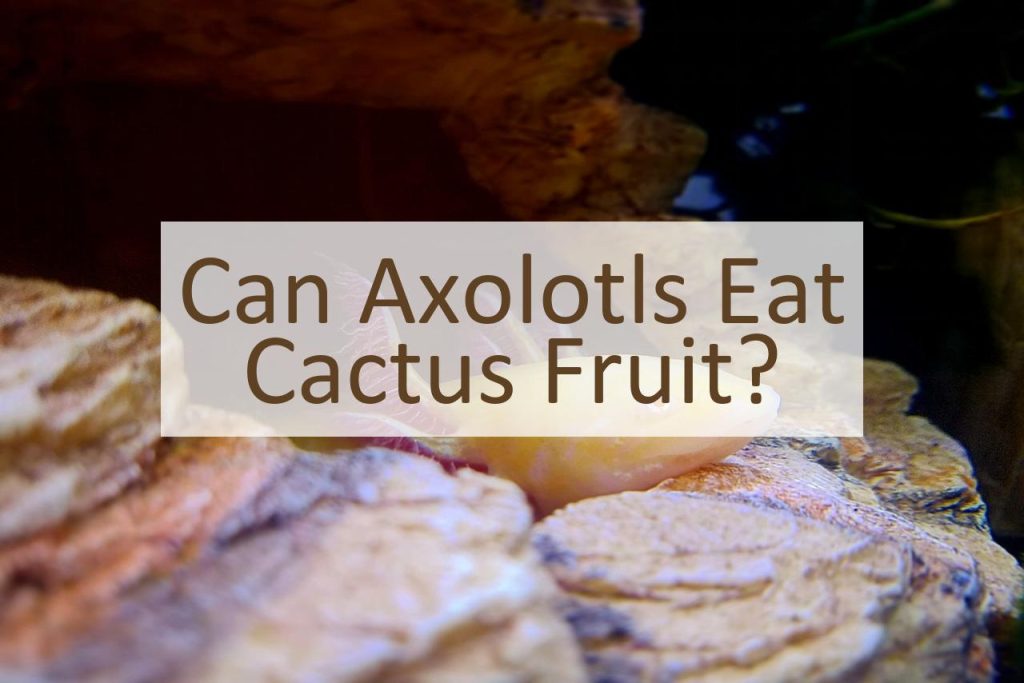 Can Axolotls Eat Cactus Fruit Pet Food Mentor