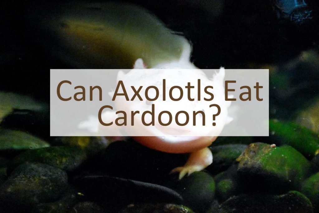 Can Axolotls Eat Cardoon? - Pet Food Mentor