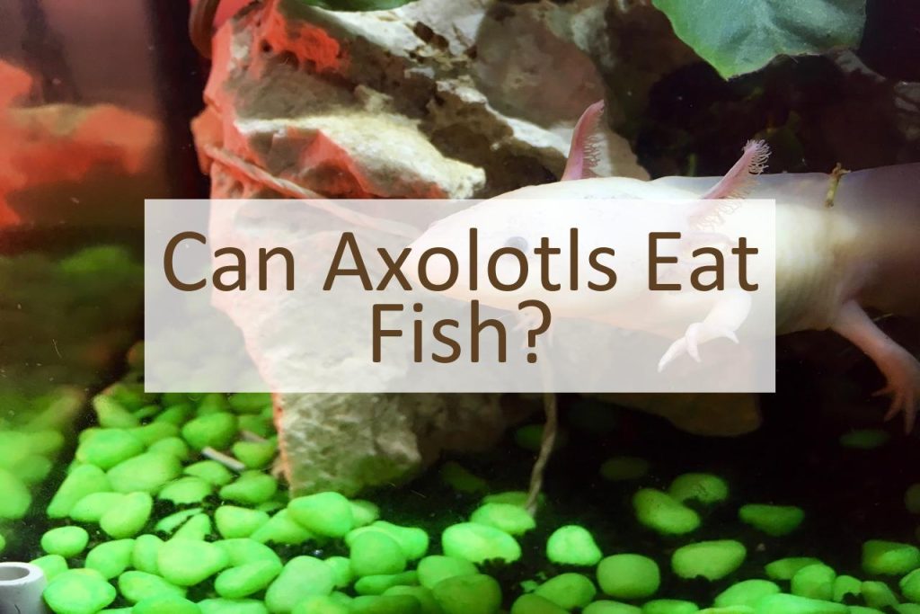 Can Axolotls Eat Fish? Pet Food Mentor