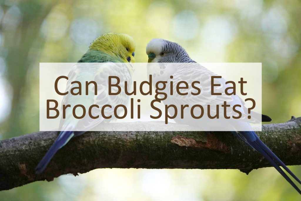 Can Budgies Eat Broccoli Sprouts? Pet Food Mentor