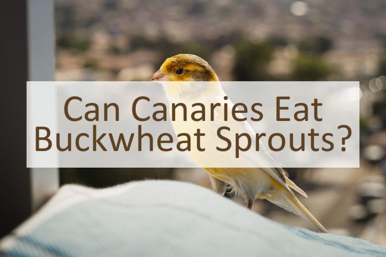 Can Canaries Eat Buckwheat Sprouts? Pet Food Mentor