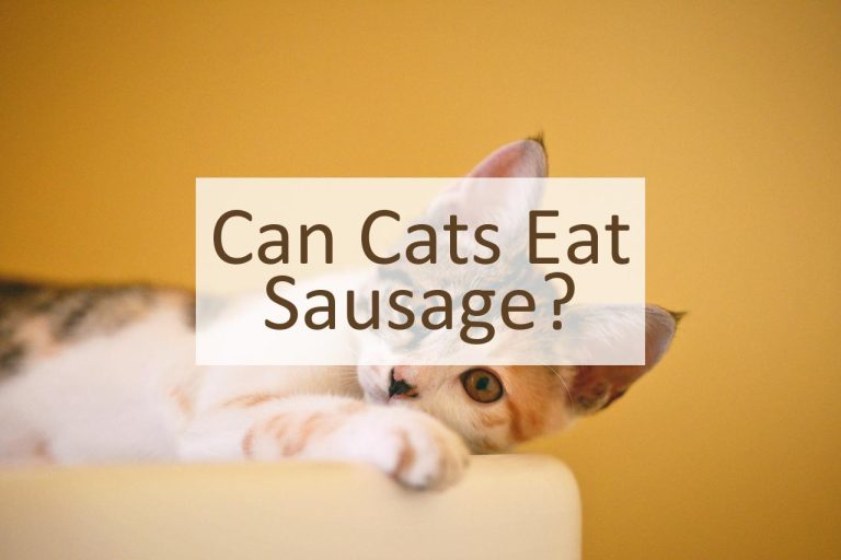 can-cats-eat-sausage-pet-food-mentor