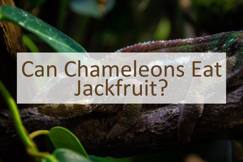 Can Chameleons Eat Jackfruit? Pet Food Mentor