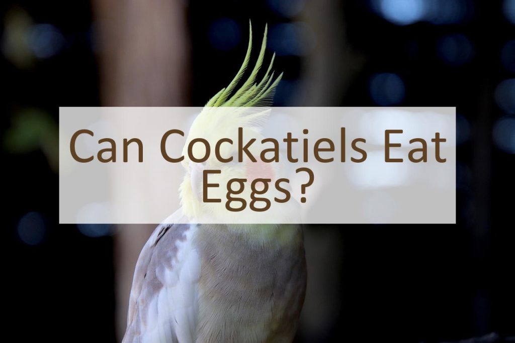 Can Cockatiels Eat Eggs? - Pet Food Mentor