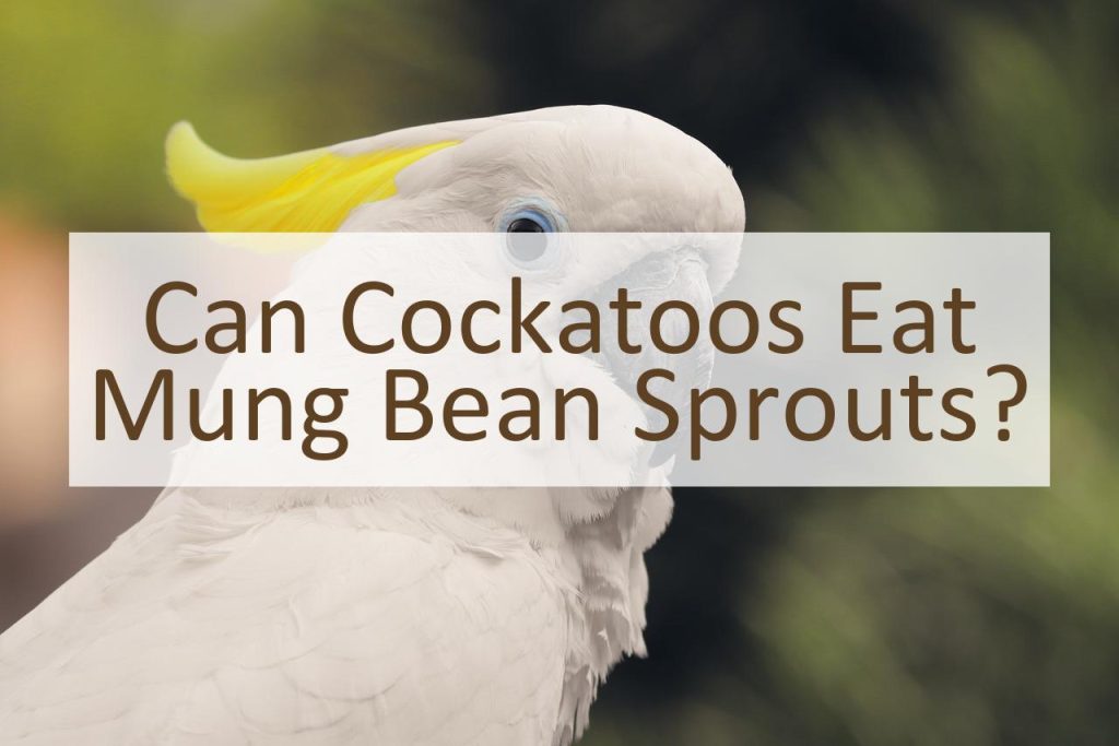 Can Cockatoos Eat Mung Bean Sprouts? Pet Food Mentor