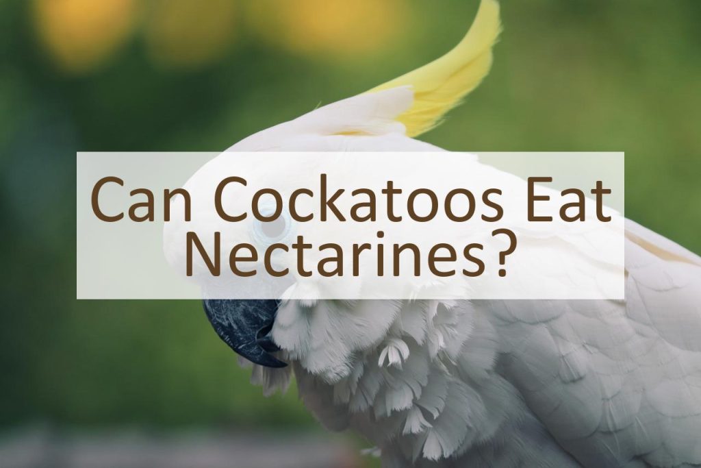 Can Cockatoos Eat Nectarines? Pet Food Mentor