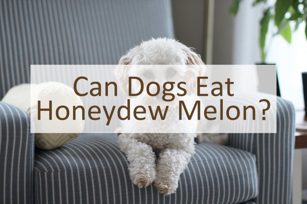 Can Dogs Eat Honeydew Melon? Pet Food Mentor