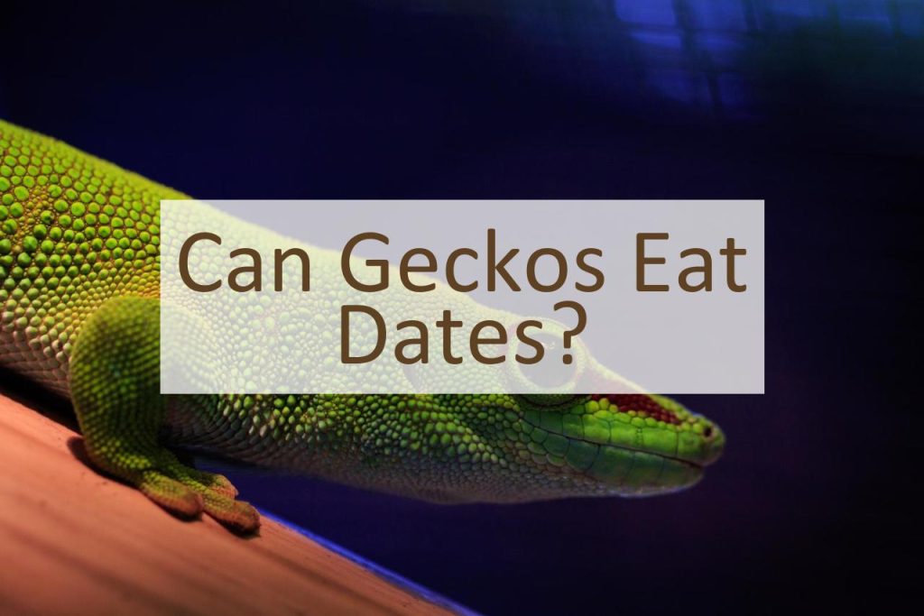 Can Geckos Eat Dates? Pet Food Mentor