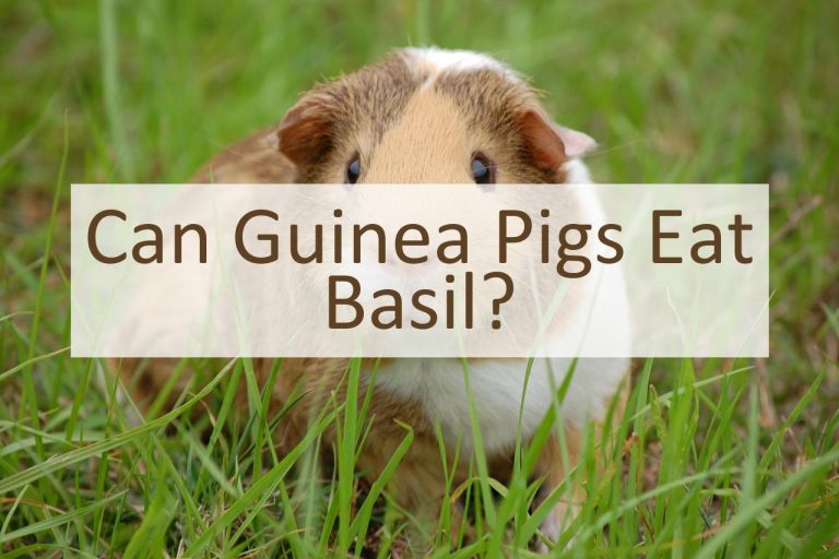 Can Guinea Pigs Eat Basil? Pet Food Mentor