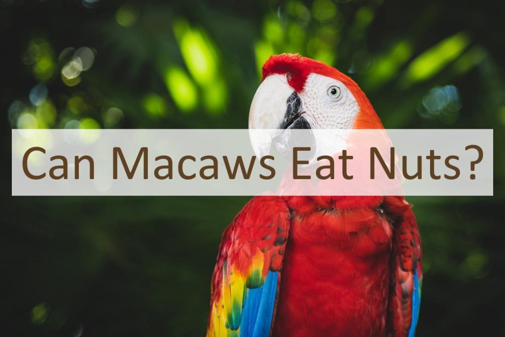 Can Macaws Eat Nuts? - Pet Food Mentor