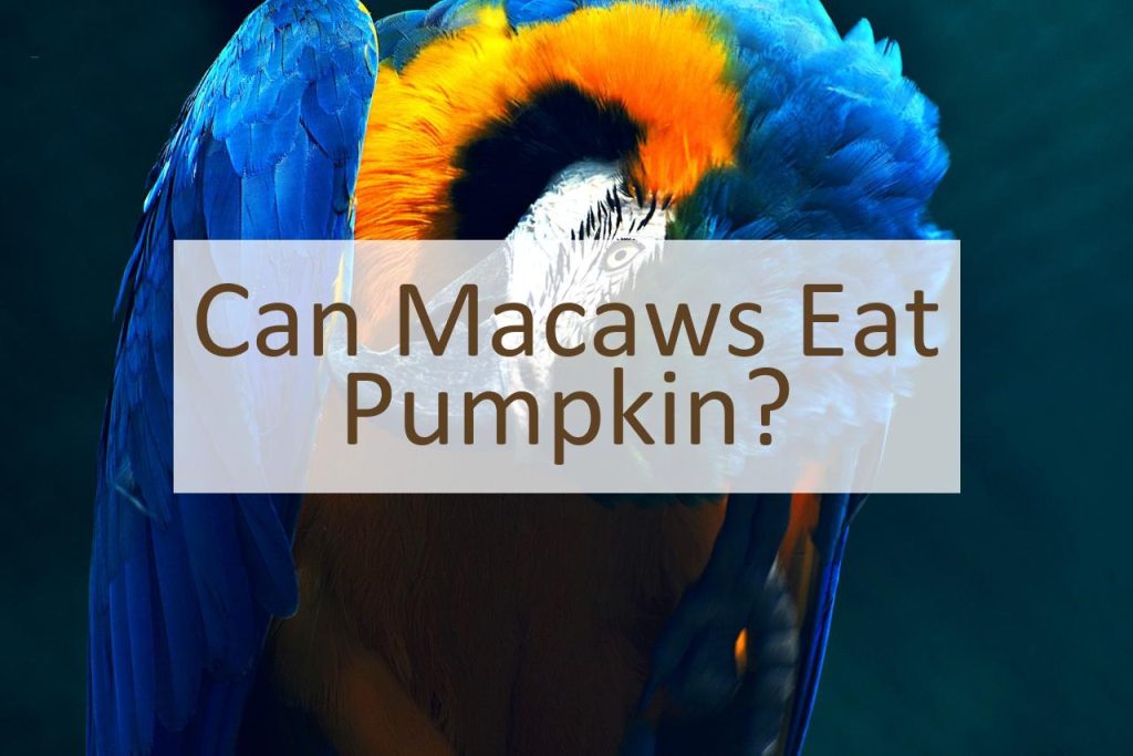 Can Macaws Eat Pumpkin? Pet Food Mentor