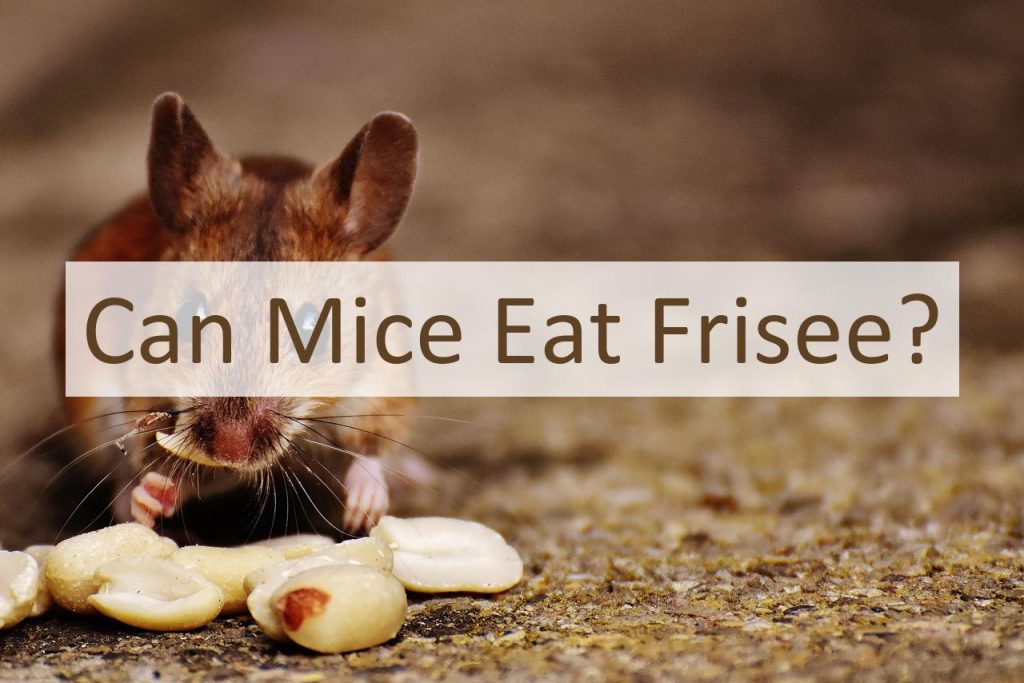 Can Mice Eat Frisee? Pet Food Mentor