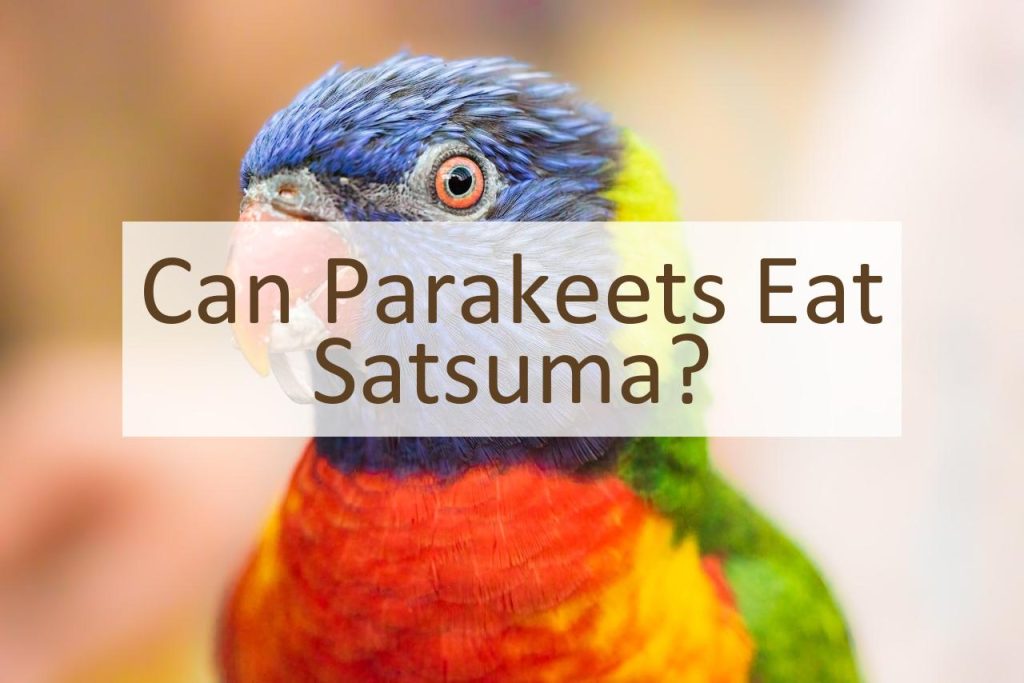 Can Parakeets Eat Satsuma? Pet Food Mentor