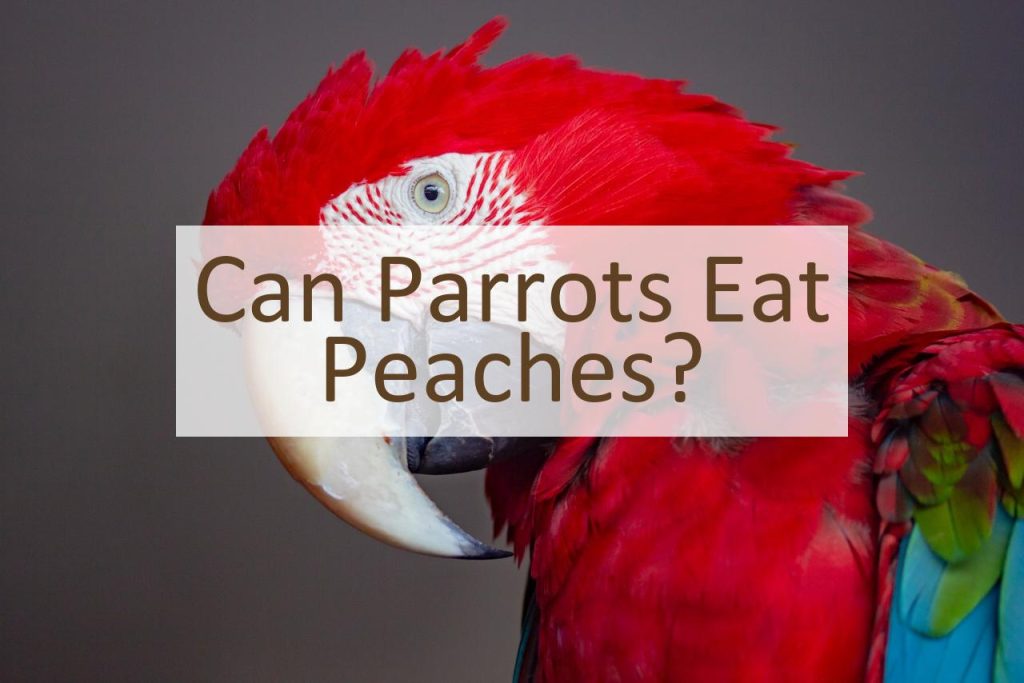 Can Parrots Eat Peaches? Pet Food Mentor