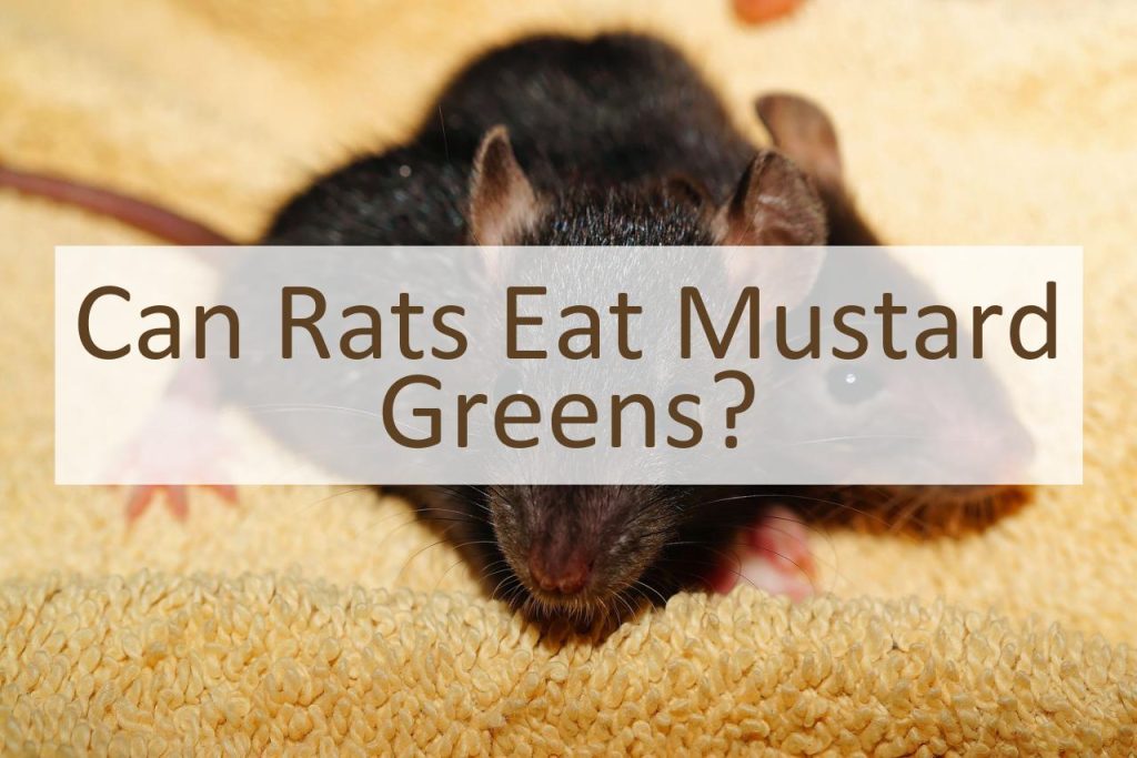 Can Rats Eat Mustard Greens? Pet Food Mentor