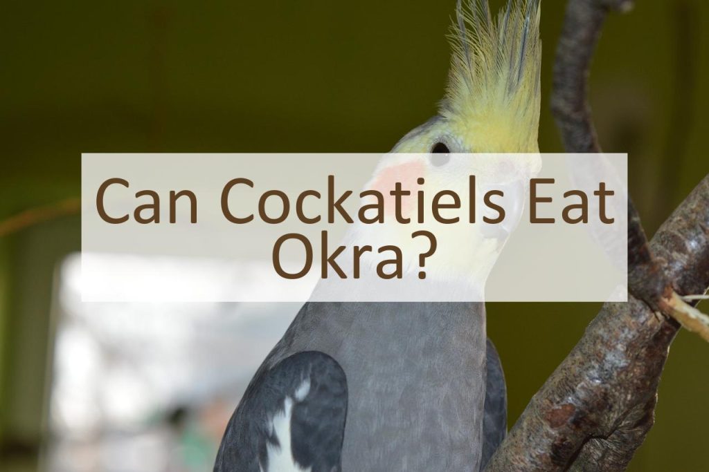 Can Cockatiels Eat Okra? Pet Food Mentor