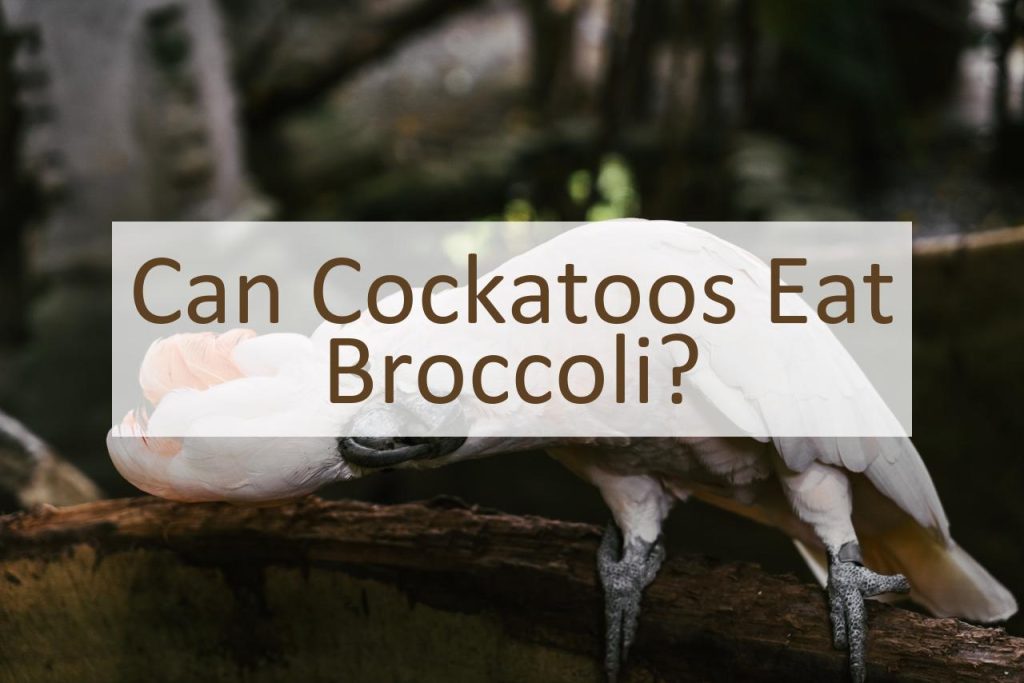 Can Cockatoos Eat Broccoli? - Pet Food Mentor