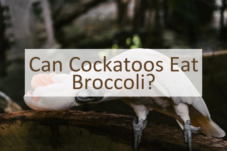 Can Cockatoos Eat Broccoli? Pet Food Mentor
