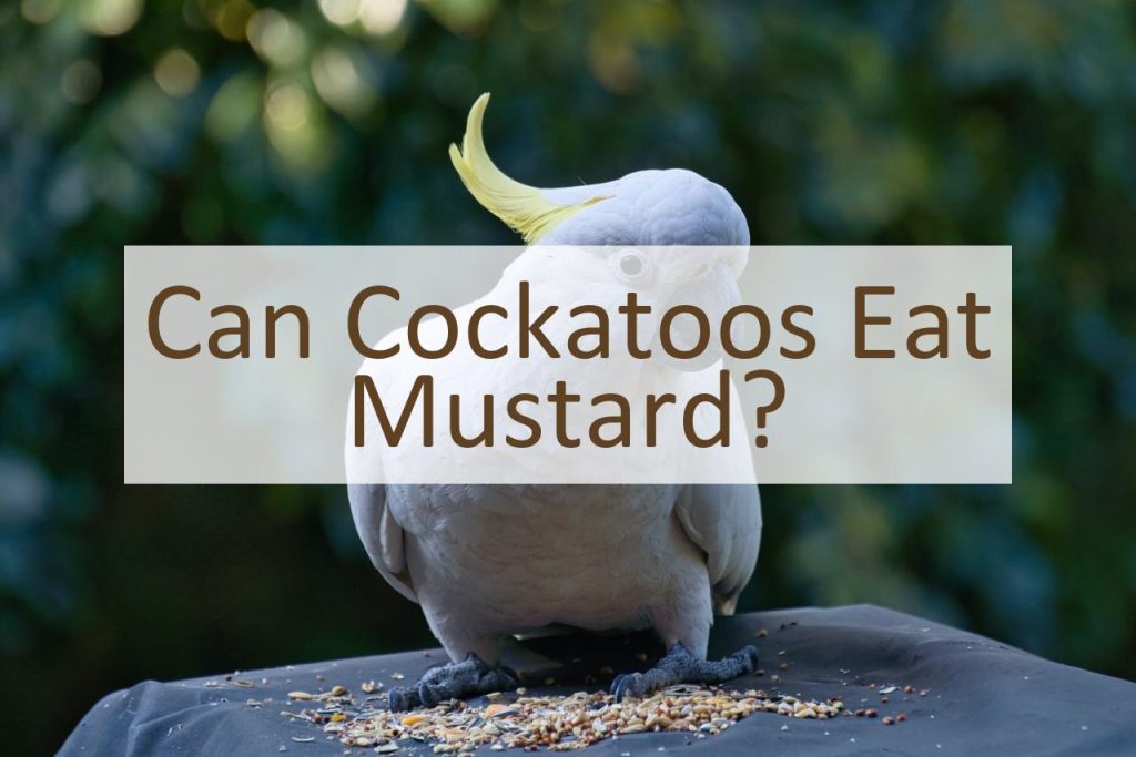 Can Cockatoos Eat Mustard? Pet Food Mentor