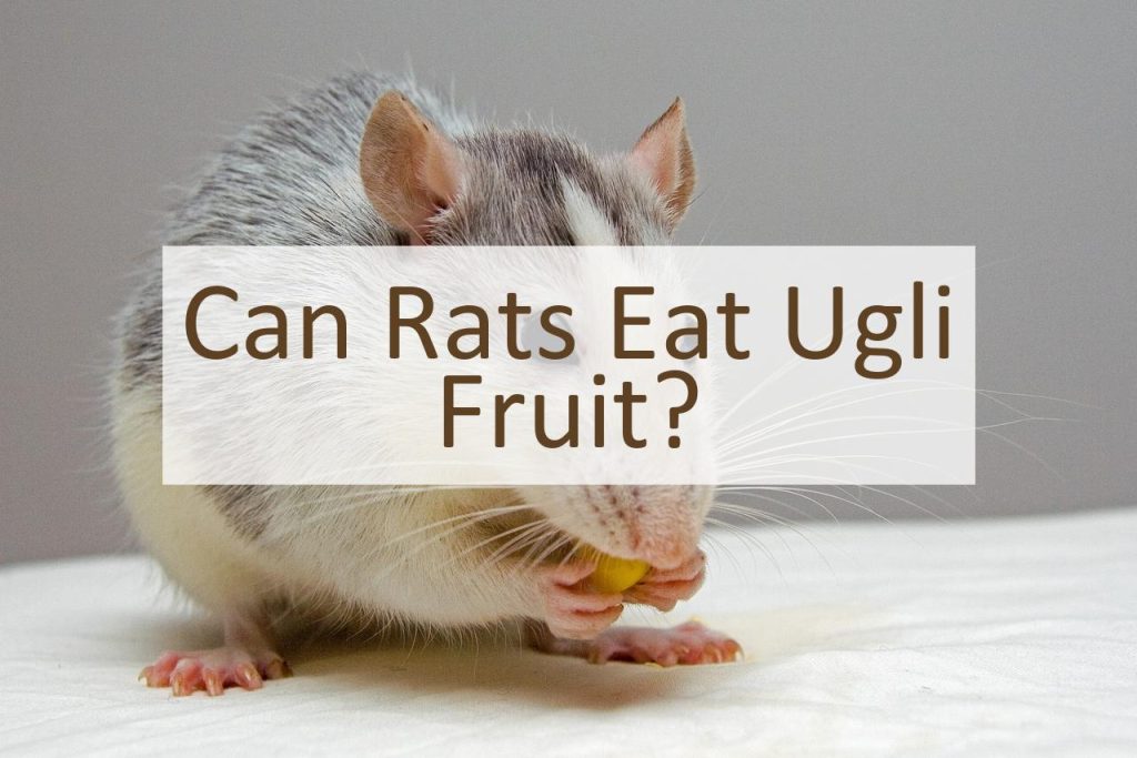 Can Rats Eat Ugli Fruit? Pet Food Mentor